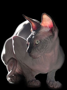 Sphynx les Elfes du Lac