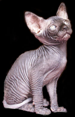 Chaton sphynx les Elfes du Lac