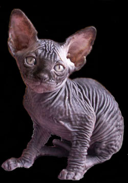 Chaton sphynx les Elfes du Lac