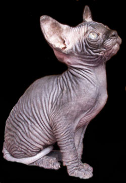 Chaton sphynx les Elfes du Lac