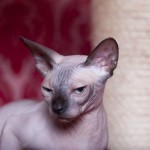 Nymphadora Tonks des Elfes du Lac, sphynx