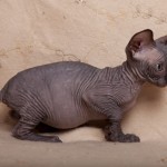 Gwyllyn Alastriona des Elfes du Lac, sphynx