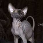 Gwyllyn Alastriona des Elfes du Lac, sphynx