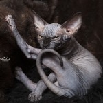 Gwyllyn Alastriona des Elfes du Lac, sphynx