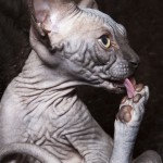 Gwyllyn Alastriona des Elfes du Lac, sphynx