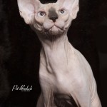 Mâle sphynx des Elfes du Lac, Nudelook Tolkien's Baby