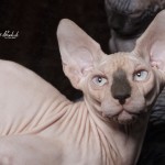 Mâle sphynx des Elfes du Lac, Nudelook Tolkien's Baby