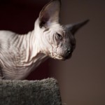 Nymphadora Tonks des Elfes du Lac, sphynx