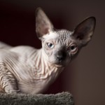 Nymphadora Tonks des Elfes du Lac, sphynx