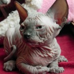 Nymphadora Tonks des Elfes du Lac, sphynx