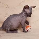 Gwyllyn Alastriona des Elfes du Lac, sphynx