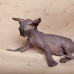 Gwyllyn Alastriona des Elfes du Lac, sphynx