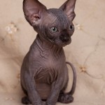 Gwyllyn Alastriona des Elfes du Lac, sphynx