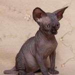 Gwyllyn Alastriona des Elfes du Lac, sphynx