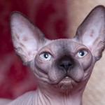 Nymphadora Tonks des Elfes du Lac, sphynx