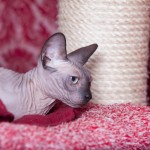 Nymphadora Tonks des Elfes du Lac, sphynx