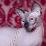 Nymphadora Tonks des Elfes du Lac, sphynx