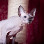 Nymphadora Tonks des Elfes du Lac, sphynx