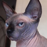 Nymphadora Tonks des Elfes du Lac, sphynx