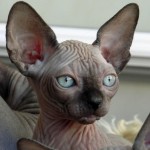 Nymphadora Tonks des Elfes du Lac, sphynx