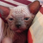 Nymphadora Tonks des Elfes du Lac, sphynx