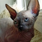 Nymphadora Tonks des Elfes du Lac, sphynx