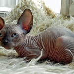 Nymphadora Tonks des Elfes du Lac, sphynx