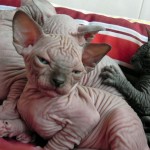 Nymphadora Tonks des Elfes du Lac, sphynx