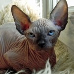 Nymphadora Tonks des Elfes du Lac, sphynx