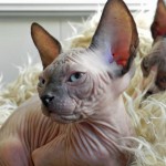 Nymphadora Tonks des Elfes du Lac, sphynx