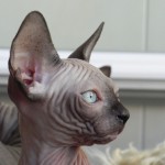 Nymphadora Tonks des Elfes du Lac, sphynx