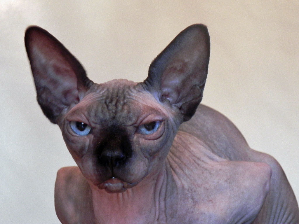 Nymphadora Tonks des Elfes du Lac, sphynx