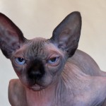 Nymphadora Tonks des Elfes du Lac, sphynx