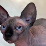 Nymphadora Tonks des Elfes du Lac, sphynx