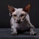 Gwyllyn Alastriona des Elfes du Lac, sphynx