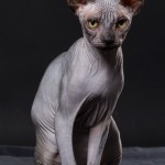 Gwyllyn Alastriona des Elfes du Lac, sphynx