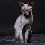 Gwyllyn Alastriona des Elfes du Lac, sphynx