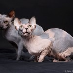 Gwyllyn Alastriona et Narsil d'Elendil des Elfes du Lac, sphynx