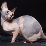 Narsil d'Elendil des Elfes du Lac, sphynx