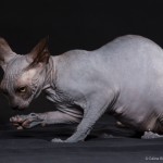 Gwyllyn Alastriona des Elfes du Lac, sphynx