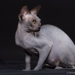 Gwyllyn Alastriona des Elfes du Lac, sphynx