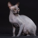 Gwyllyn Alastriona des Elfes du Lac, sphynx