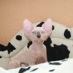 Mâle sphynx des Elfes du Lac, Nudelook Tolkien's Baby