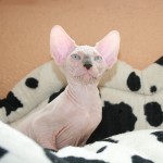 Mâle sphynx des Elfes du Lac, Nudelook Tolkien's Baby