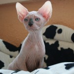 Mâle sphynx des Elfes du Lac, Nudelook Tolkien's Baby