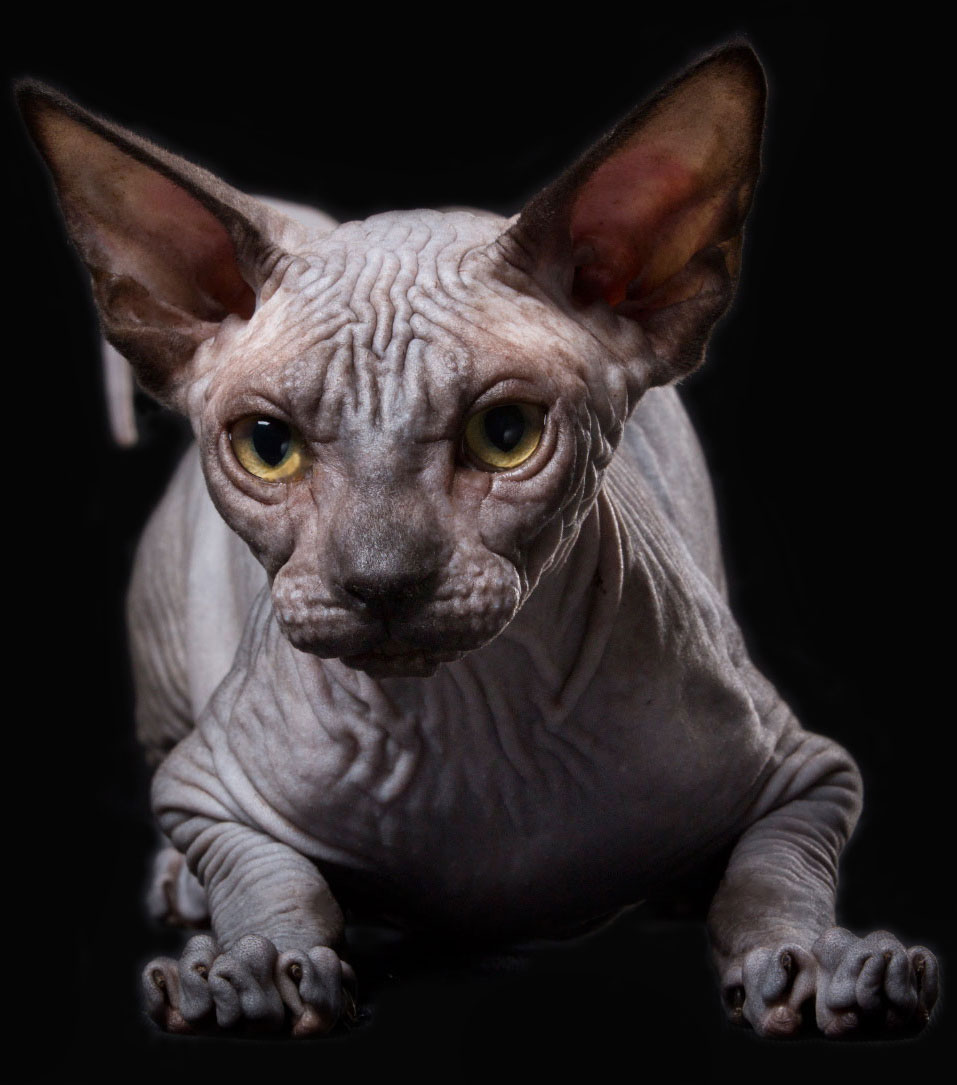 Sphynx des Elfes du Lac