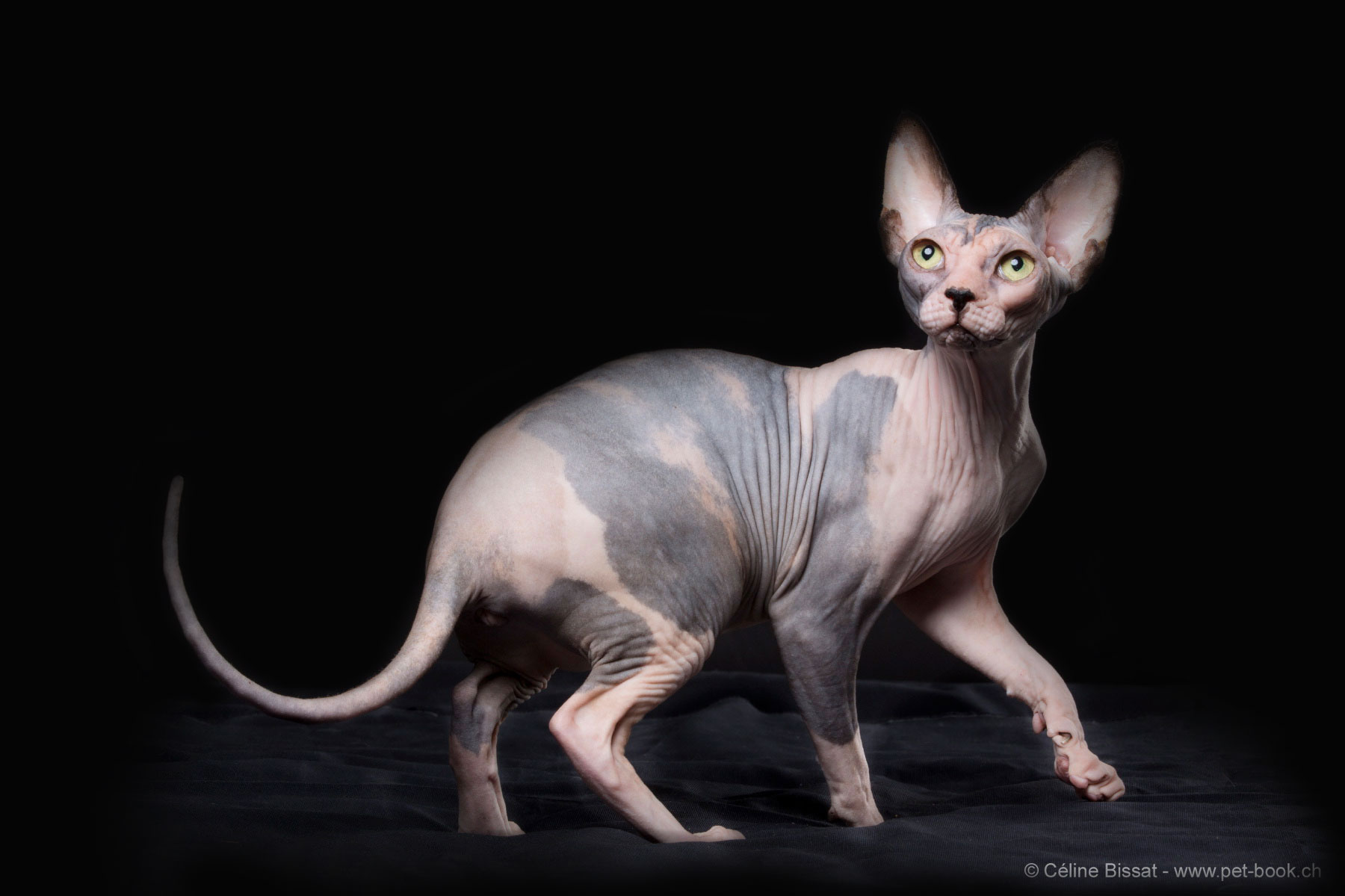 Narsil d'Elendil des Elfes du Lac, Sphynx