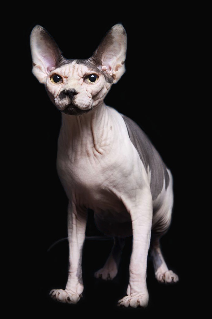 Sphynx des Elfes du Lac