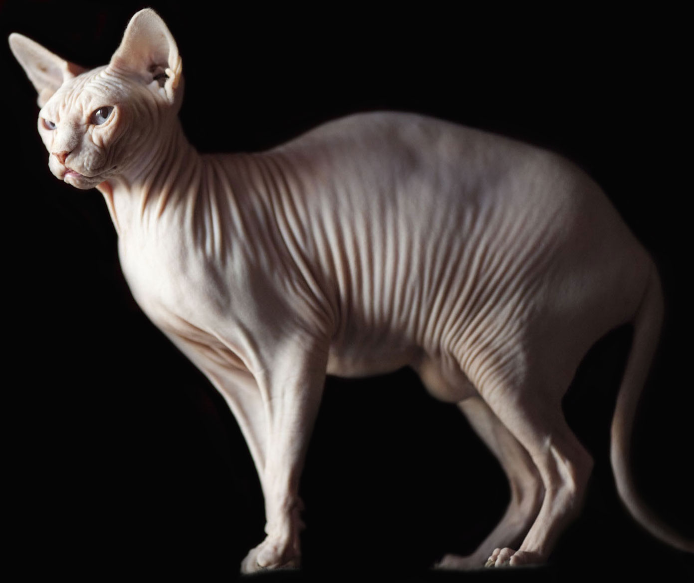 Bulle Banshee des Elfes du Lac, sphynx