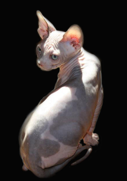 Sphynx des Elfes du Lac